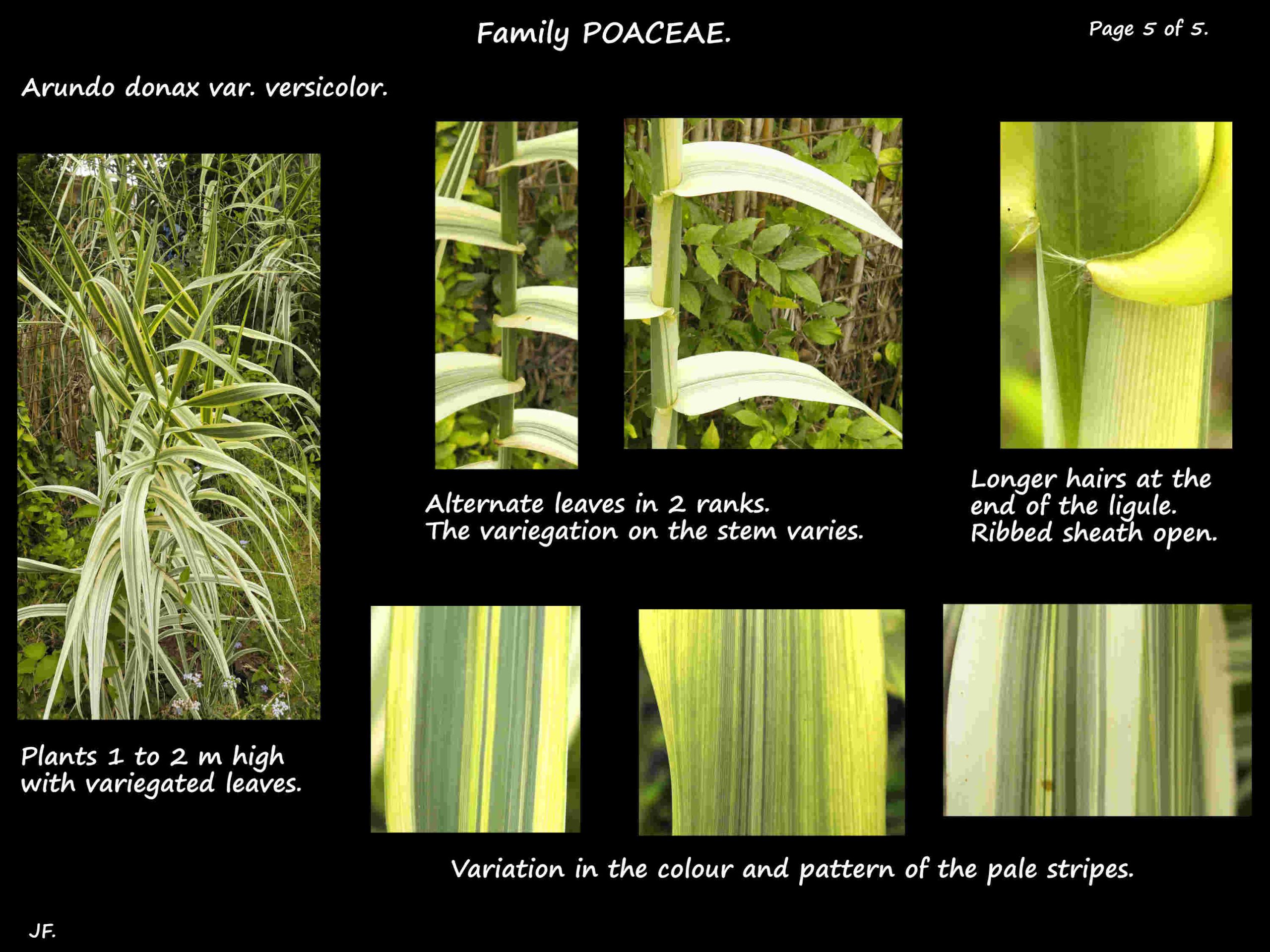 5 Arundo donax var. versicolor